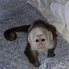 Healthy Capuchin Monkeys For Re-Homing. Text at : 289-216-4308