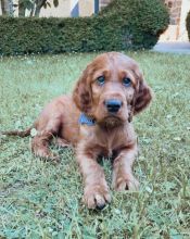 Irish Setter Puppies Available. Text at : 289-216-4308