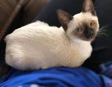 Lovable Siamese Kittens Available. Text at : 289-216-4308