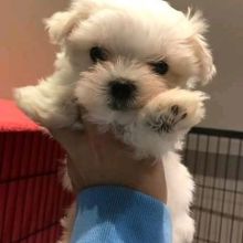 Male and female Maltese Puppies Avenue Clyde River, NU (patrickmcmillian07@gmail.com