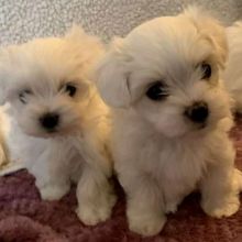 Maltese puppies for sale in Wharf Road Rice Point, PE ( patrickmcmillian07@gmail.com)