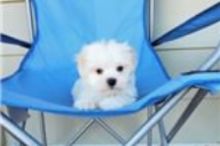 selling our perfect little Maltese Puppies Carling Avenue Ottawa, ON(patrickmcmillian07@gmail.com