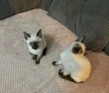 Sensational Siamese Kittens. Text at : 289-216-4308