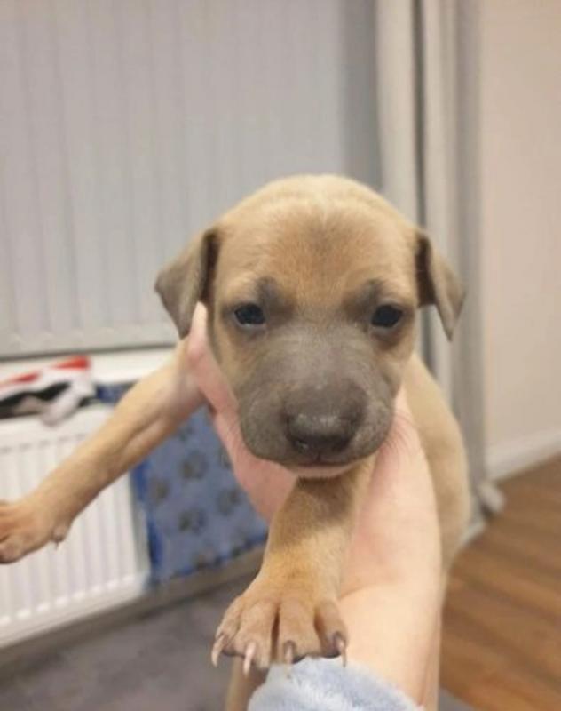 Adorable Italian Greyhound Puppies Available Image eClassifieds4u