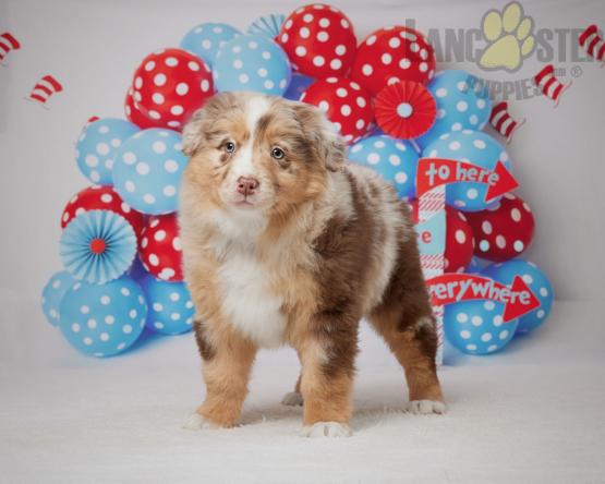 Australian Shepherd Puppies For Sale Image eClassifieds4u