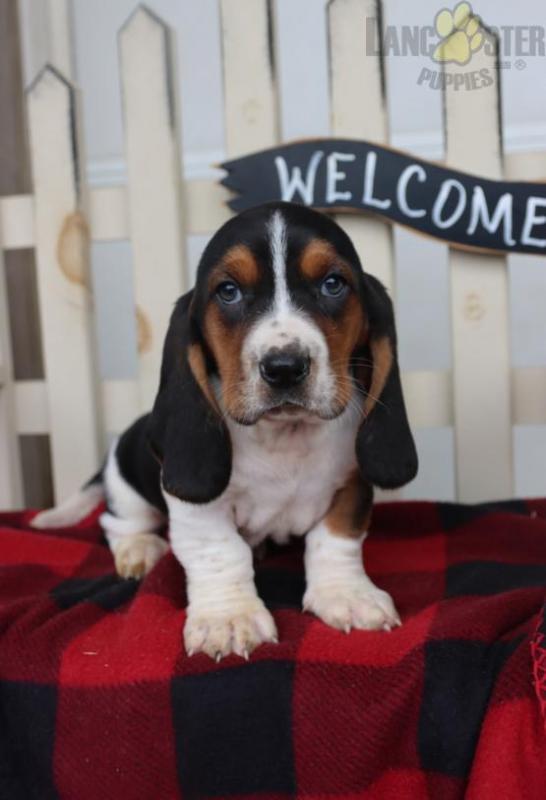 Basset Hound Puppies For Sale Image eClassifieds4u