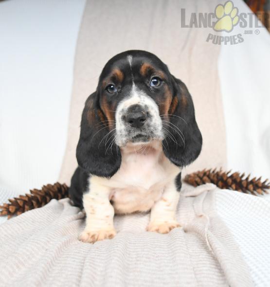 Basset Hound Puppies For Sale Image eClassifieds4u