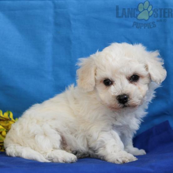 Bichon Frise Puppies For Sale Image eClassifieds4u