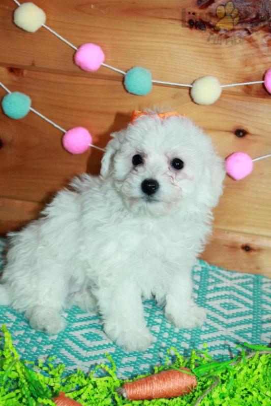 Bichon Frise Puppies For Sale Image eClassifieds4u