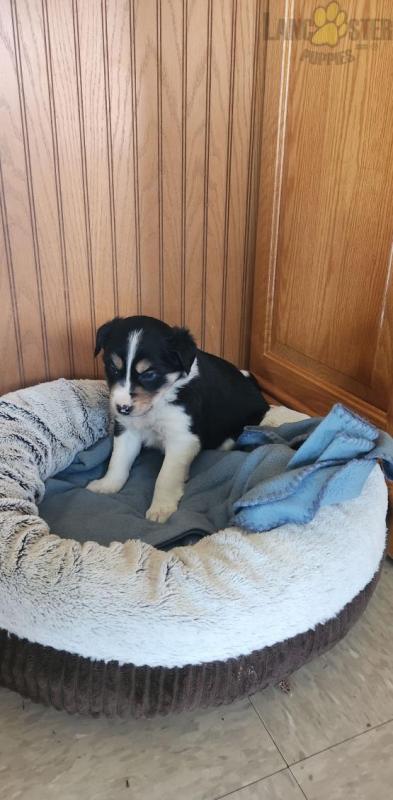 Border Collie Puppies For Sale Image eClassifieds4u