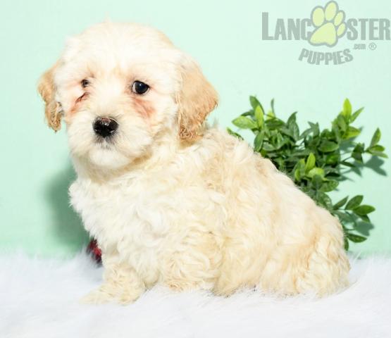 Cavachon Puppies For Sale Image eClassifieds4u