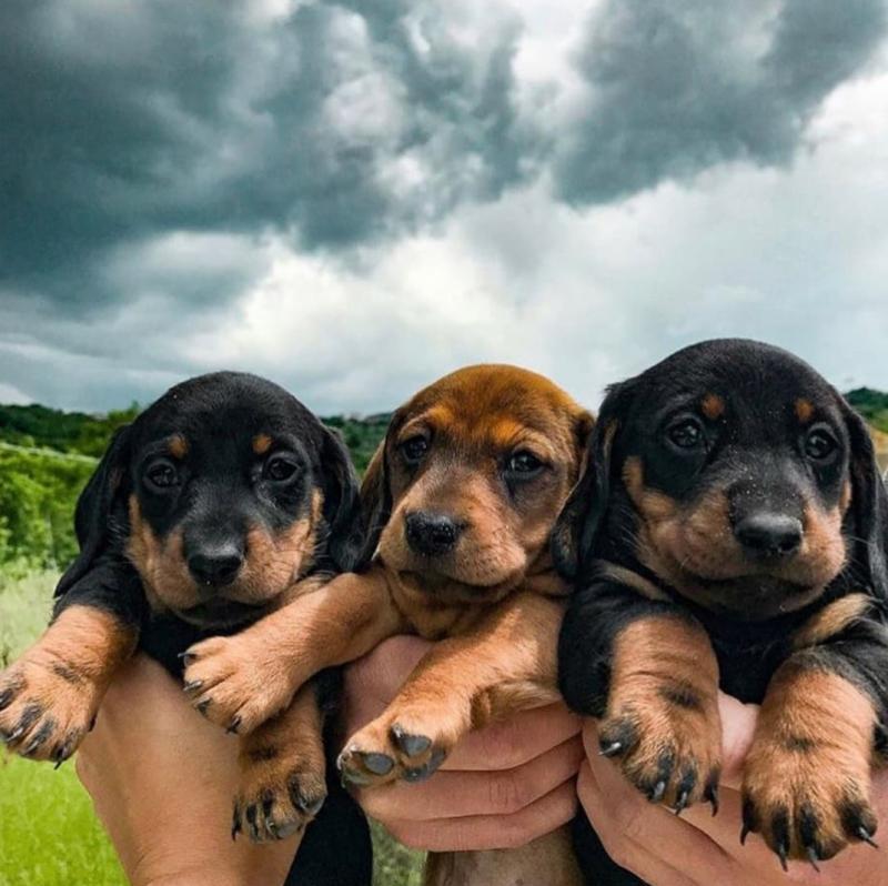 Charming Ckc Dachshund Puppies. Text at : 289-216-4308 Image eClassifieds4u