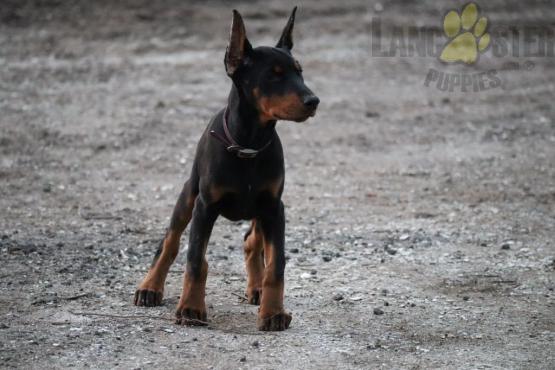 Doberman Pinscher Puppies For Sale Image eClassifieds4u
