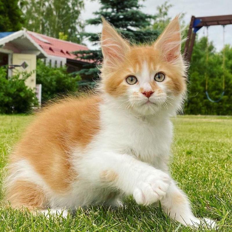 Extra-Charming Maine Coon Kittens Available. Image eClassifieds4u