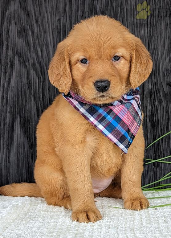 Golden Retriever Puppies For Sale Image eClassifieds4u