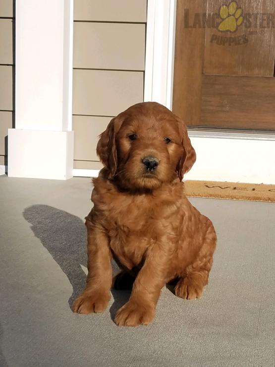 Goldendoodle Puppies For Sale Image eClassifieds4u
