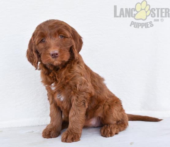 Goldendoodle Puppies For Sale Image eClassifieds4u