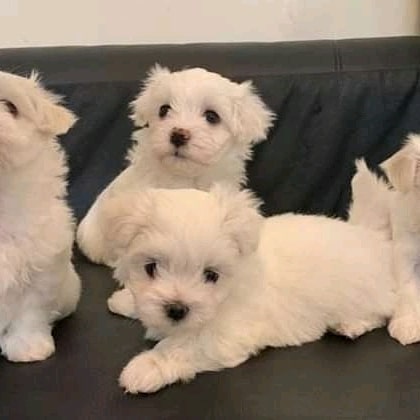 Gorgeous Maltese puppies available Wascana Parkway Regina, SK ( patrickmcmillian07@gmail.com Image eClassifieds4u