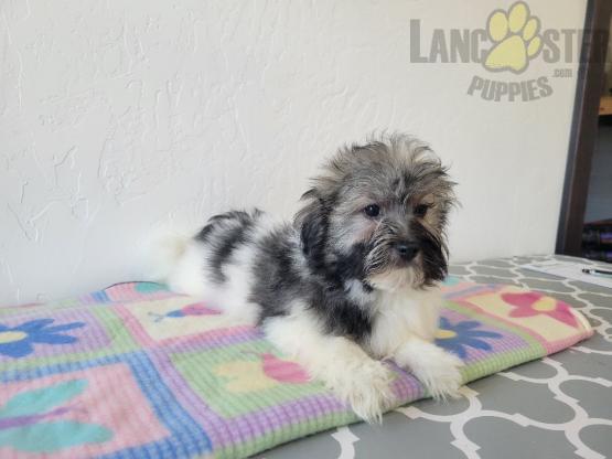 Havanese Puppies For Sale Image eClassifieds4u