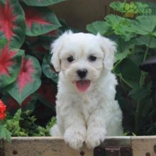 female Maltese Puppies raised in our home for Sale Reserve St Halibur(patrickmcmillian07@gmail.com Image eClassifieds4u 2