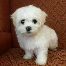 Maltese Puppies Current on shots avenue de Port-Royal Bonaventure, (patrickmcmillian07@gmail.com ) Image eClassifieds4u 2
