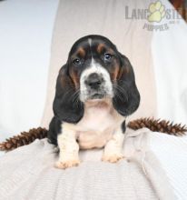 Basset Hound Puppies For Sale Image eClassifieds4U