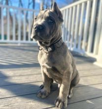 Cane Corso Puppies Ready. Text at : 289-216-4308 Image eClassifieds4U