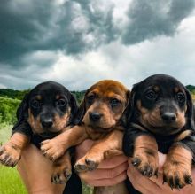 Charming Ckc Dachshund Puppies. Text at : 289-216-4308 Image eClassifieds4U