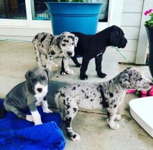 Ckc Great Dane Puppies. Text at : 289-216-4308 Image eClassifieds4U