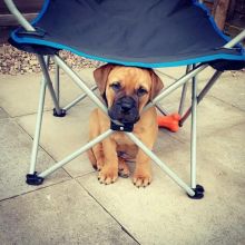 Energetic Ckc Bullmastiff Puppies. Text at : 289-216-4308 Image eClassifieds4U