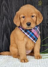 Golden Retriever Puppies For Sale Image eClassifieds4U