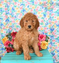 Goldendoodle Puppies For Sale Image eClassifieds4U