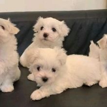 Gorgeous Maltese puppies available Wascana Parkway Regina, SK ( patrickmcmillian07@gmail.com Image eClassifieds4u 1