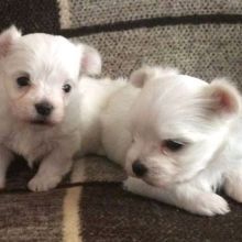 Gorgeous Maltese puppies available Wascana Parkway Regina, SK ( patrickmcmillian07@gmail.com Image eClassifieds4u 2