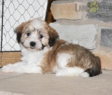 Havanese Puppies For Sale Image eClassifieds4U