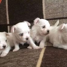 looking for the best homes for these ma puppies, Lake, YT( patrickmcmillian07@gmail.com ) Image eClassifieds4u 3