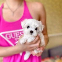 Maltese Full KC Registered - Champion in Granville St Hubbards, NS (patrickmcmillian07@gmail.com ) Image eClassifieds4U