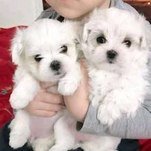 Maltese Puppies male and Female available rue Levy Montreal, QC (patrickmcmillian07@gmail.com ) Image eClassifieds4u 2