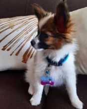 Remarkable Ckc Papillon Puppies. Image eClassifieds4U