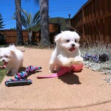 Two gorgeous Maltese puppies available for adoption Dawson City, YT ( patrickmcmillian07@gmail.com Image eClassifieds4u 2