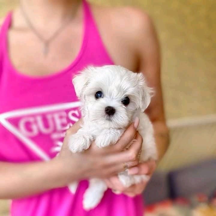 Maltese Full KC Registered - Champion in Granville St Hubbards, NS (patrickmcmillian07@gmail.com ) Image eClassifieds4u