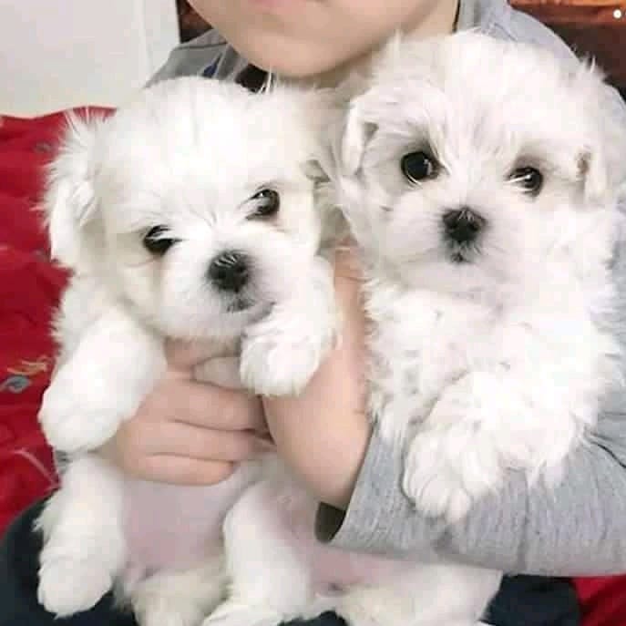 Maltese Puppies male and Female available rue Levy Montreal, QC (patrickmcmillian07@gmail.com ) Image eClassifieds4u