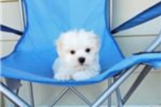 selling our perfect little Maltese Puppies Carling Avenue Ottawa, ON(patrickmcmillian07@gmail.com Image eClassifieds4u