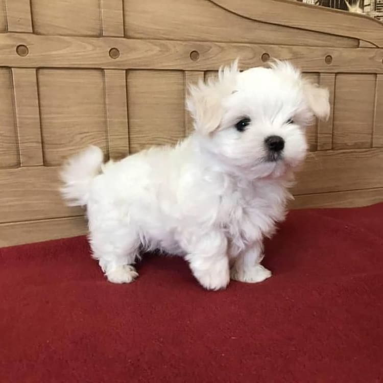 selling our perfect little Maltese Puppies Carling Avenue Ottawa, ON(patrickmcmillian07@gmail.com Image eClassifieds4u