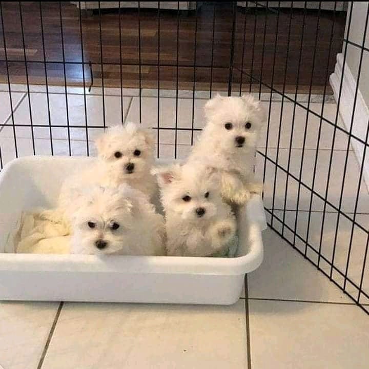 They absolutely doll and want you to spoil them Maltese puppies Rosetow(patrickmcmillian07@gmail.com Image eClassifieds4u