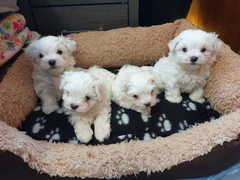 They absolutely doll and want you to spoil them Maltese puppies Rosetow(patrickmcmillian07@gmail.com Image eClassifieds4u