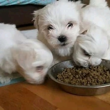 Two gorgeous Maltese puppies available for adoption Dawson City, YT ( patrickmcmillian07@gmail.com Image eClassifieds4u