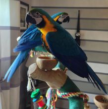 Hand-Fed Blue And Gold Macaw Parrots For New Homes