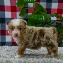 Cute Australian Shepherd Available