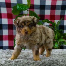 Cute Australian Shepherd Available